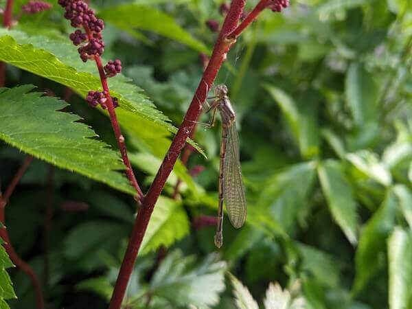 A Dragonfly photographed in the kitchen garden by Nigel M Openshaw