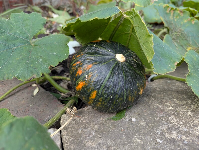 Small green pumpkin by Nigel M Openshaw