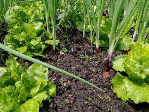 Companion planting methods visual record by Nigel M Openshaw