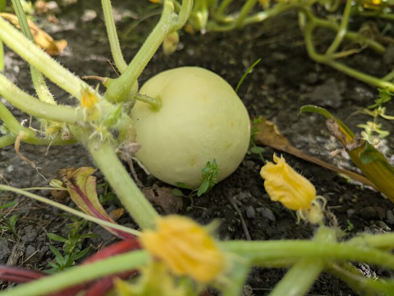 Apple cucumber in the undergrowth by Nigel M Openshaw