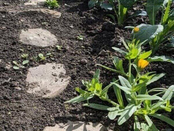 Wild calendula flowers blooming in the sun by Nigel M Openshaw