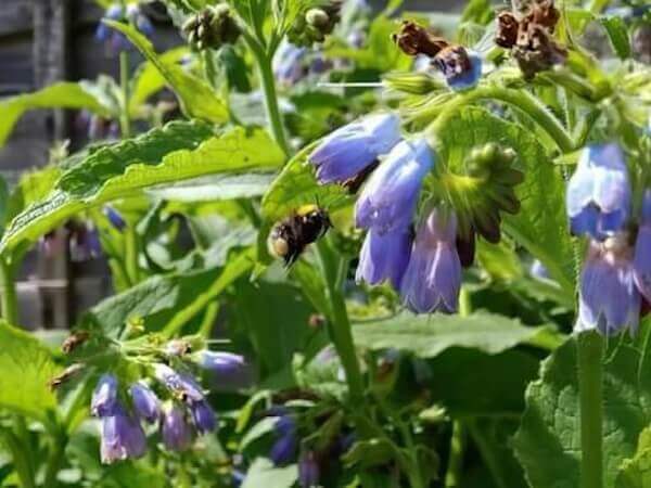 Bees pollinating purple comfrey flowers by Nigel M Openshaw