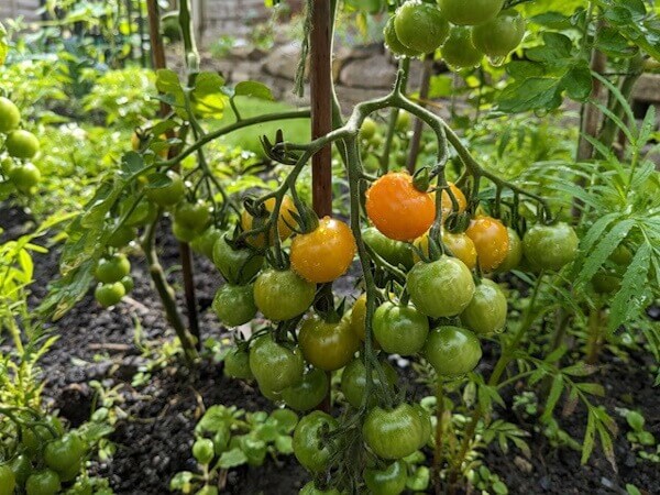 Learn about sustaining crops for the year after