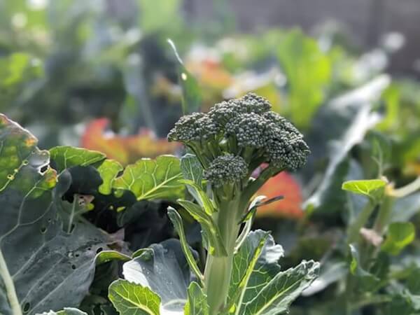 See which common vegetables to grow