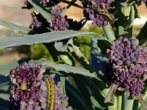 Watch out for the insects and bugs too.