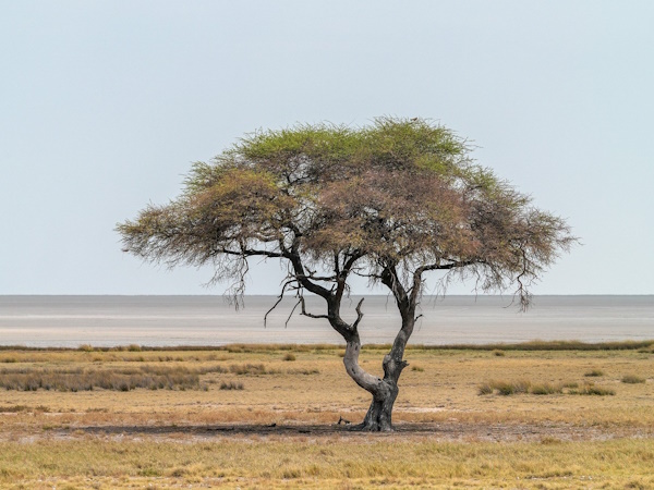 Find out the names of the trees as we drive along