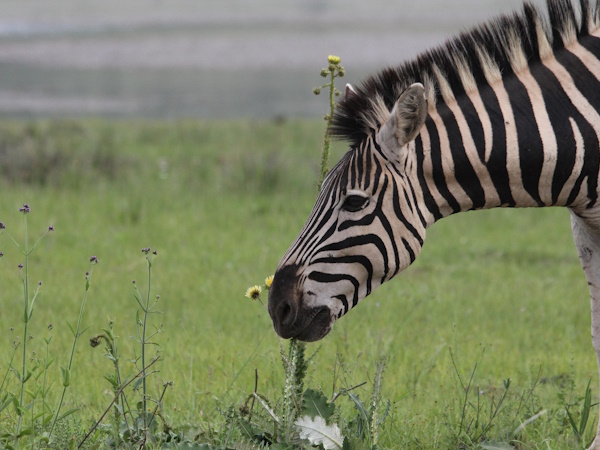 Don't forget the amazing flowers too